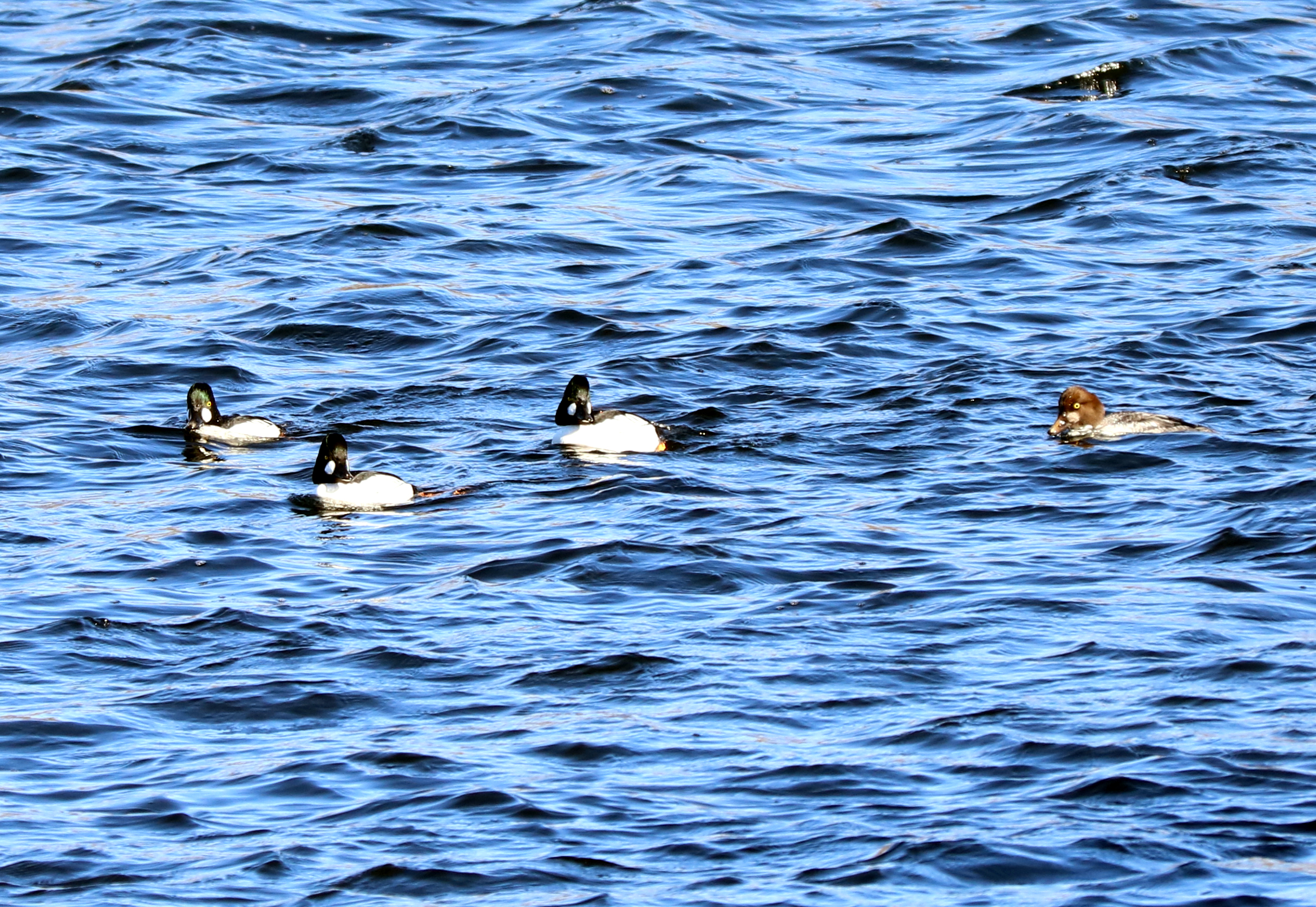 Common Goldeneyes on the Merrimack River