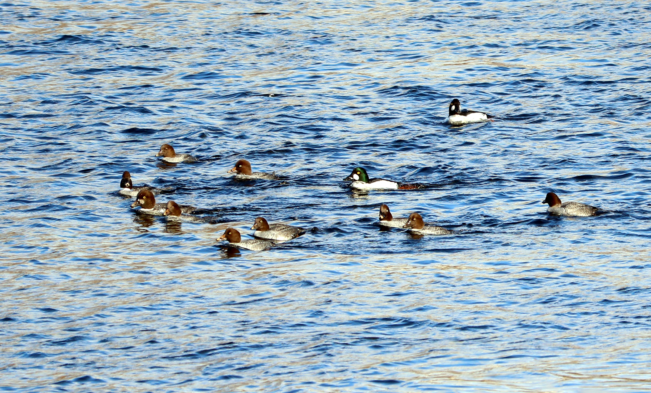 Common Goldeneyes on the Merrimack River