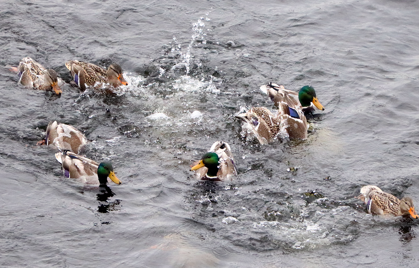 A Mute Swan family reunites