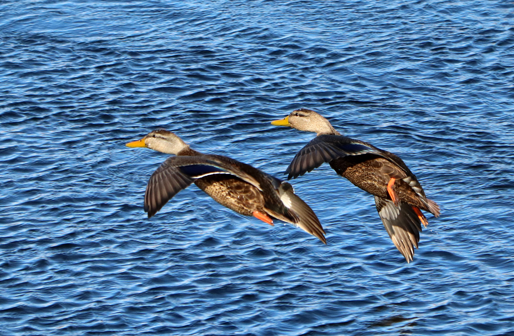Mallard females in flight