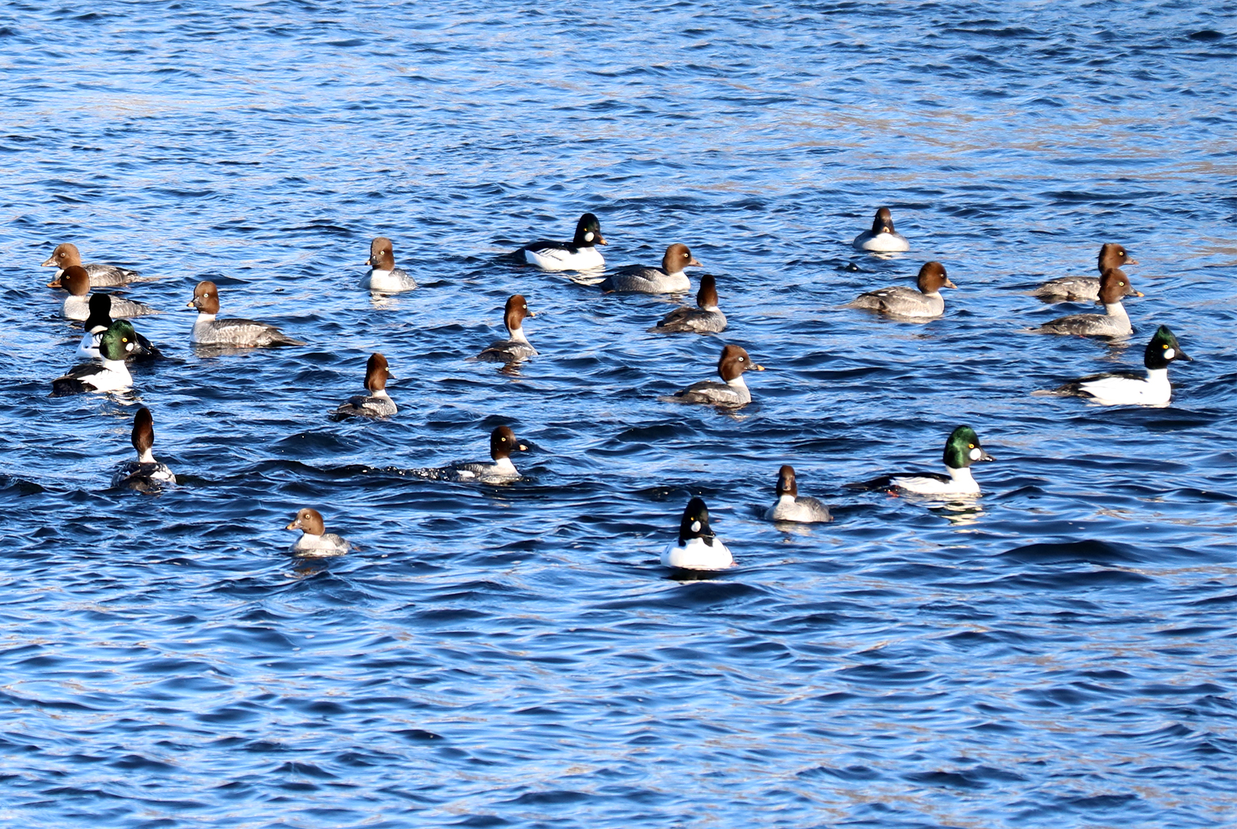Common Goldeneye numbers continue to grow.
