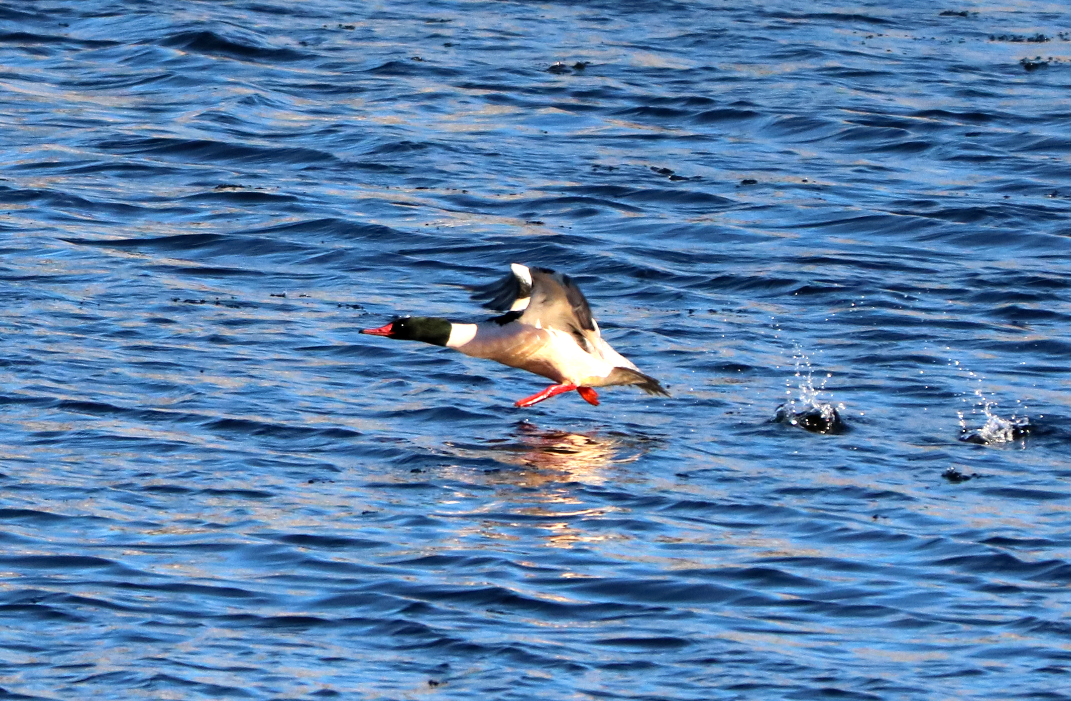 Common Merganser male prepares to lift off.