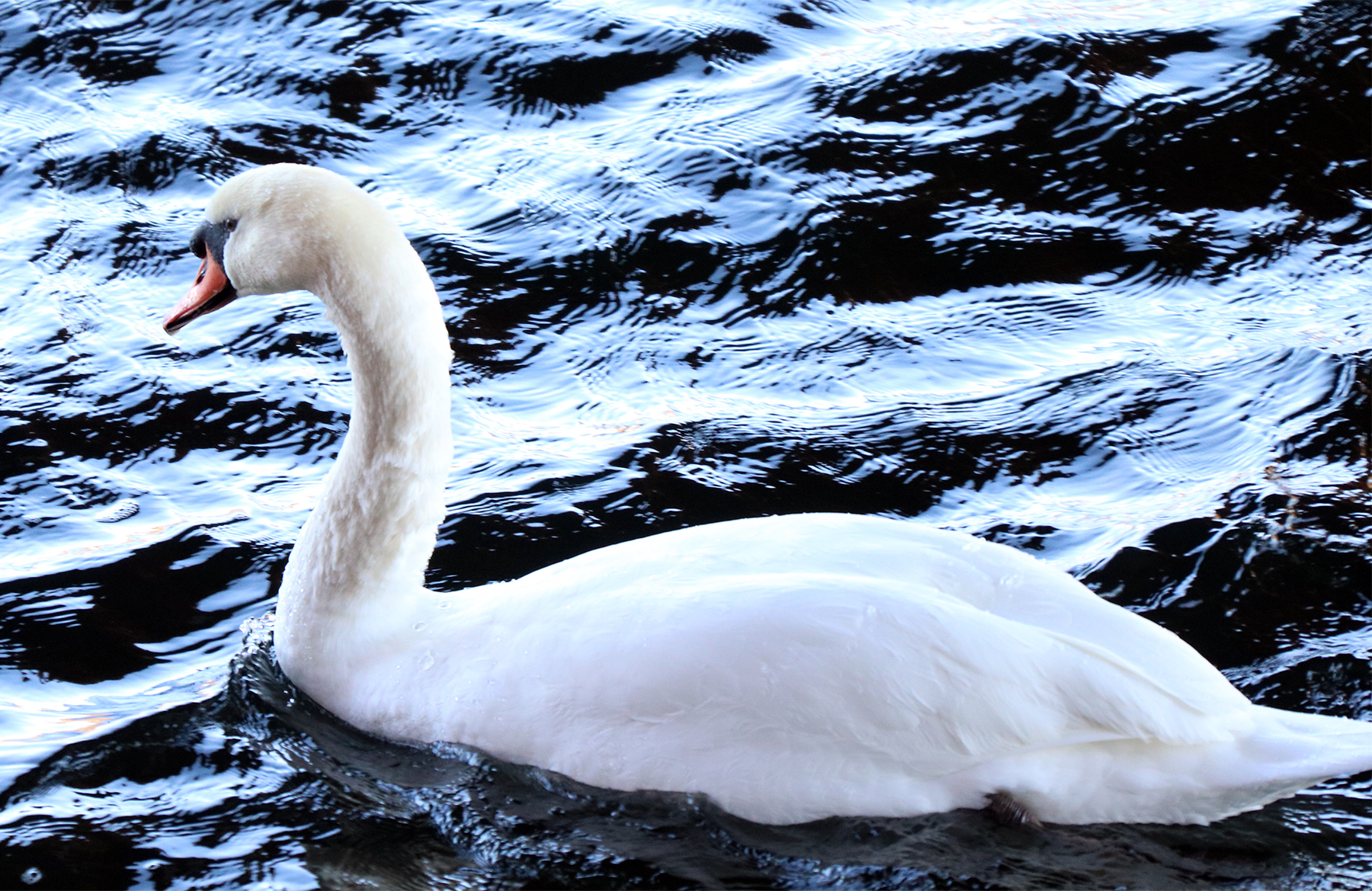 Mute Swan under the Aiken Street bridge after a bath.