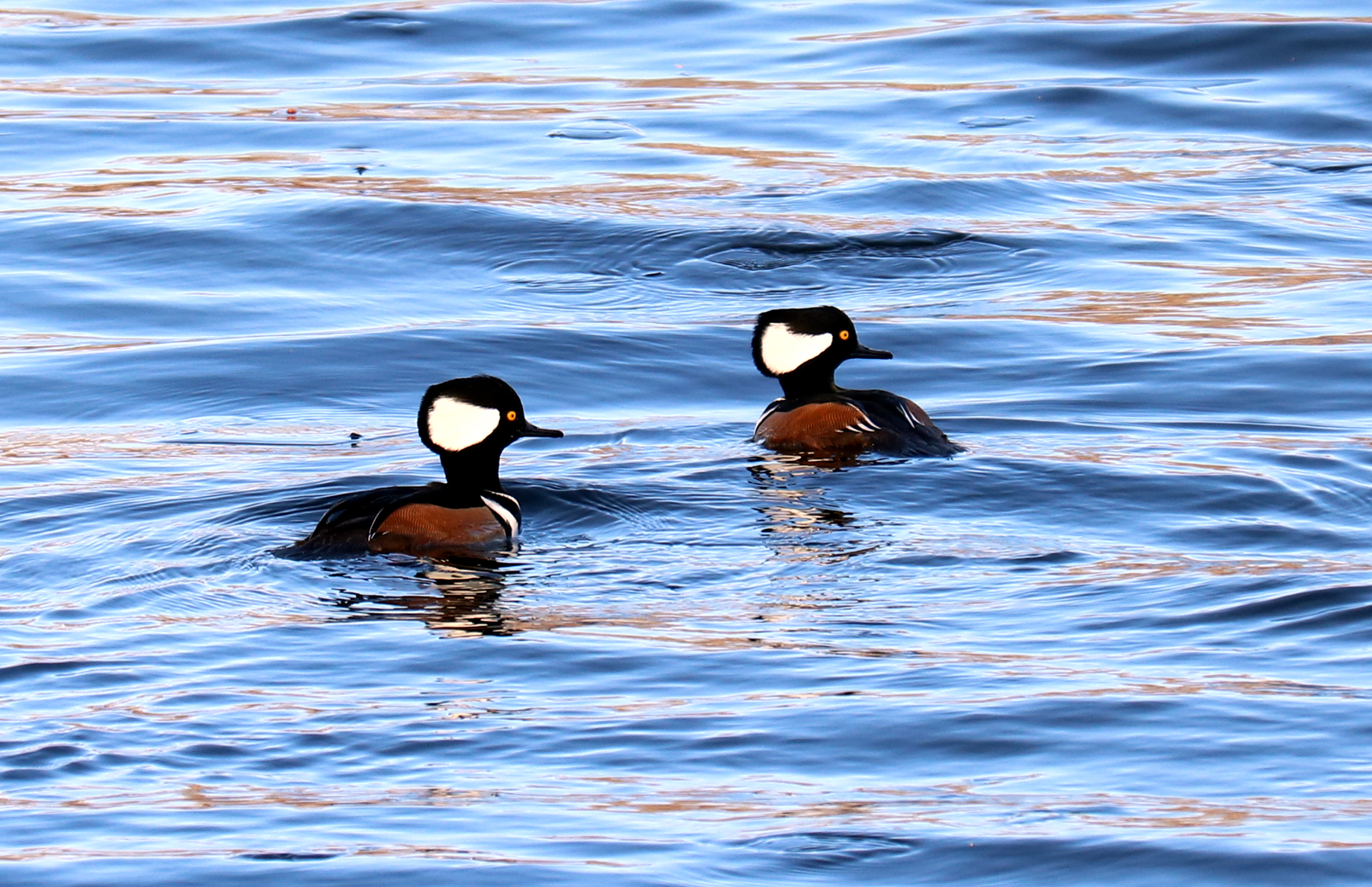 A Hooded Merganser male lingers among some Canada Geese.