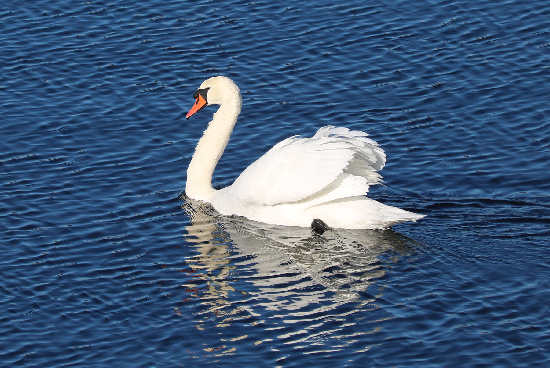 Mute Swan crosses the Riverbend.