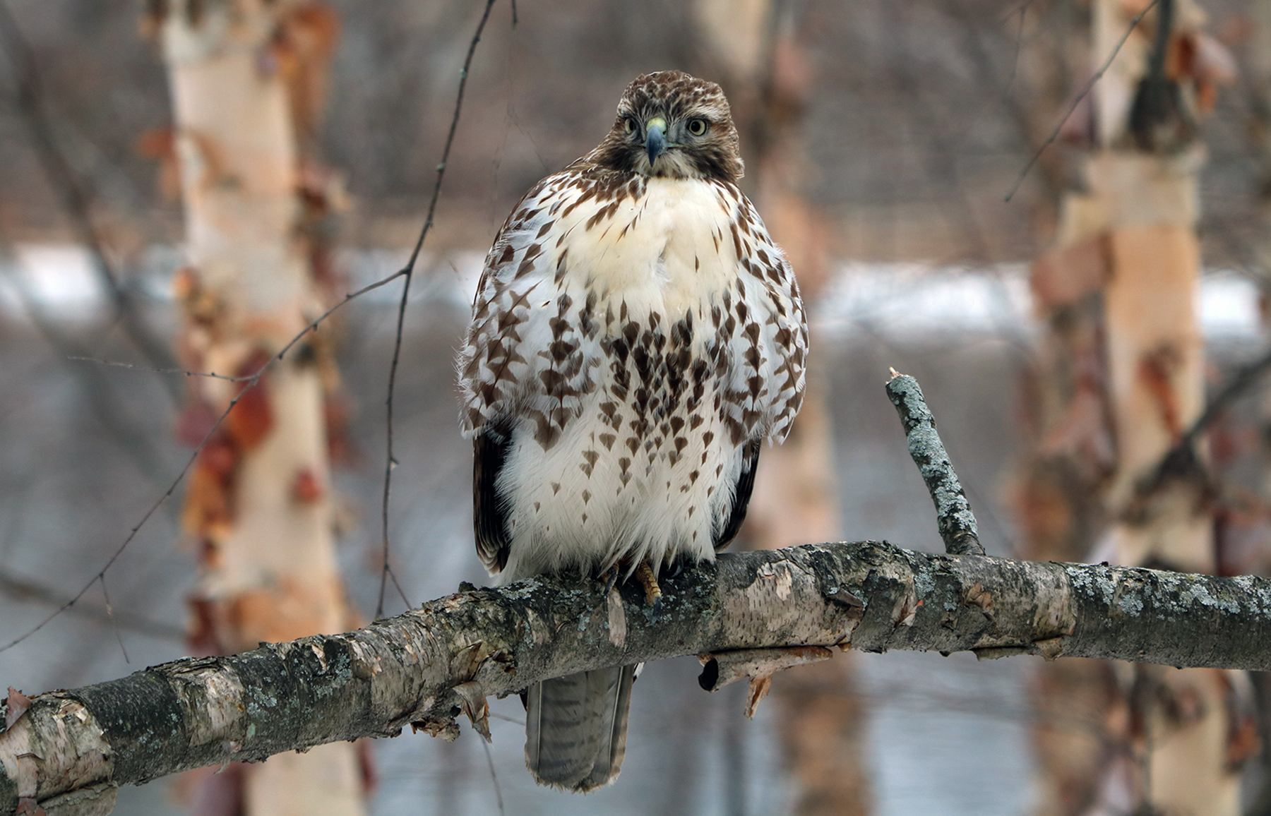 Red-tailed Hawk juvenile waits patiently for another chance to seize its prey.