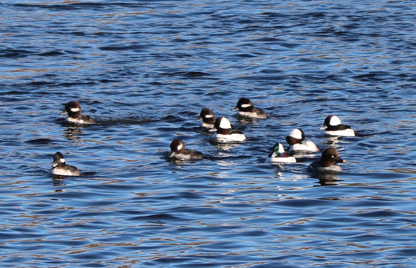Two dozen Buffleheads arrive on the Merrimack River in Lowell.
